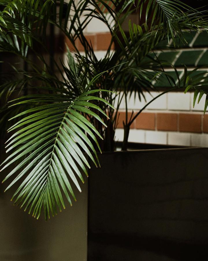 Hotel Monopol Вроцлав Екстериор снимка Chamaedorea elegans